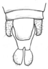 Fig. 2 C. male abdomen tip, dorsal view. Depicts Tomias (Semiophygas) gerriesmithae Naskrecki, 2008, an Otu.