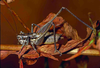 CollectionObject 1536586; CH2180, e2a75fe4-aa80-45f9-9ed3-92c8c8ba064f: male. (CollectionObject).