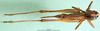 CollectionObject 1501865; f439bcdd-1ded-4794-8d67-495c19671c1b: female, dorsal view (paratype of Metrioptera dofleini). (CollectionObject).