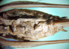 CollectionObject 1502544; 47b4617a-2376-404f-96d7-bd27898e211f: female abdomen, ventral view (paratype). (CollectionObject).