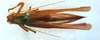 female, dorsal view (syntype of Ligocatinus borellii). Depicts CollectionObject 1543673; d42779ef-6933-4264-b3ed-059d2ca30b7b, a CollectionObject.