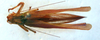 CollectionObject 1543673; d42779ef-6933-4264-b3ed-059d2ca30b7b: female, dorsal view (syntype of Ligocatinus borellii). (CollectionObject).