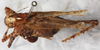 CollectionObject 1532430; 8b288220-77c0-4218-8096-a2bf1dfa0412: female, dorsal view (holotype). (CollectionObject).