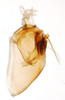 Pygofer, lateral view: !! display not done !! on Pissonotus basalis Van Duzee, 1897: (Observation).