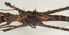 CollectionObject 1577049; 313d62c4-8fe0-4fea-ac1c-777a0eb59eda: copyright ZIN St. Petersburg. male: mid body, dorsal view (holotype). (CollectionObject).
