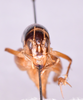 Apotetamenus gorochovi Cadena-Castañeda & Cortés-Torres, 2013: female, frons (paratype). (Otu).