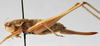 CollectionObject 1589669; b86cc67c-6595-4c42-8d0b-1ecdc7fa848b: female, lateral view. (CollectionObject).