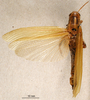 CollectionObject 1501119; b3e0ace3-a74b-4f93-a621-f301c5d7af37, DORSA BA000001S01: female, dorsal view (syntype). (CollectionObject).
