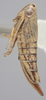 Habitus, lateral view on Athysanella (Athysanella) stylosa Blocker, 1988: Lateral. (Observation).