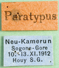 CollectionObject 1569940; 3fd3071b-bcb4-4581-b9c4-228cbde96244: labels (paratype of Zacompsa karschi). (CollectionObject).