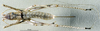 CollectionObject 1537882; efd97da2-c143-442c-905d-4a46cf9e086c: female, dorsal view (paratype). (CollectionObject).