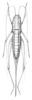 Eremopedes (Eremopedes) bilineatus (Thomas, 1875): Pl. 3 fig. 2. female (Plagiostira albofasciata). (Otu).