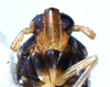 Head: !! display not done !! on Pissonotus piceus (Van Duzee, 1894): (Observation).