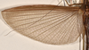 CollectionObject 1560386; 0fb9efea-4152-4ded-892d-cd193e548787: copyright OUMNH. female wings (lectotype). (CollectionObject).