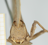 CollectionObject 1534260; 1f3bbcdf-ac0d-4ce7-b96f-bc09475e0686, NHMUK010924391: female, frontal view (holotype). (CollectionObject).
