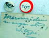 CollectionObject 1517024; 9a5518a7-bf72-486d-91b2-b146dbadad85: labels (holotype of Meroncidius marginatus). (CollectionObject).