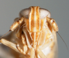 Head: !! display not done !! on Anchidelphax havanensis (Crawford, 1914): (Observation).