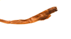 CollectionObject 1560038; f39289b9-11b2-460c-8e56-308ee44bff1d: copyright ZRC Singapore. end of abdomen, lateral view (holotype). (CollectionObject).