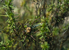 CollectionObject 1536580; CH5221, 43a2bdb0-7959-4560-9030-cfe10a615f40: male, dorsal view. (CollectionObject).