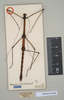 CollectionObject 1557738; NHMUK(SF IMPORT DUPLICATE) 844588, 3001684b-8f31-44c7-97e9-d3433e8d3ae7: copyright Natural History Museum, London. male (holotype). (CollectionObject).