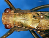 CollectionObject 1505309; b8d7e639-5214-4f6c-8fb0-b2cdf5e2fff9: female head and pronotum, dorsal view (holotype). (CollectionObject).