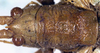 CollectionObject 1531375; a20196cc-f564-4b37-b4b0-fc9f1feaedac: female head and pronotum, dorsal view (holotype). (CollectionObject).