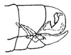 Pygofer, lateral view: !! display not done !! on Polyamia (Copolyamia) compacta (Osborn & Ball, 1897): genital capsule, laterally. (Observation).