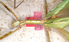 CollectionObject 1558763; MVMA T-13882, 08487c18-53f3-41c5-9ed8-1ef76b83b7e6: copyright MVMA, Melbourne. female: head and thorax of Phasma (Diura) goliath (lectotype). (CollectionObject).