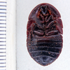 Derocalymma fuelleborni Rehn, 1933: Photo taken by Heidi Hopkins. (Otu).