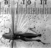 CollectionObject 1567259; 1531eab0-22e1-448e-bd9f-6e9eb9fb0262: Image Carbonell, C.S. female, dorsal view (paralectotype). (CollectionObject).