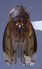 Habitus, dorsal view: !! display not done !! on N. Gen. PH2 n. sp. 1: Paraboloponina Ishihara, 1953: (Observation).;Habitus, dorsal view: !! display not done !! on Paraboloponina N. Gen. PH2: Paraboloponina Ishihara, 1953: (Observation).