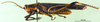 CollectionObject 1501220; 38ee5e3a-e745-4417-bdb7-a2421872ff0a: male, lateral view (syntype). (CollectionObject).