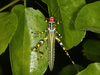 FieldOccurrence 3699; 73ff513a-5c1e-4a48-9de0-1292368b6f30; Argentina
Parque Nacional El Impenetrable, 2019/12/28: (FieldOccurrence).