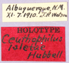 CollectionObject 1499232; 4e79abae-740c-4317-a262-267413a49bdf: labels (holotype). (CollectionObject).
