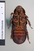Panesthia angustipennis angustipennis (Illiger, 1801): Copyright NHM, London. Lectotype female nymph of synonym Panesthia quadrimaculata, ventral view. (Otu).