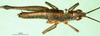 CollectionObject 1568774; a05c78c5-2b4d-4f72-baca-a9416187e0b3: male, dorsal view (paratype). (CollectionObject).