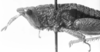 CollectionObject 1525613; fb000b7e-a3d8-4bbf-8290-ee6956a9876c: male, head and pronotum, lateral view (holotype). (CollectionObject).