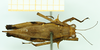CollectionObject 1585767; c977b3ac-eeff-4af7-9d23-260757fc726e: female, dorsal view (paralecotype). (CollectionObject).