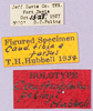 CollectionObject 1499251; 8e36a15c-8c98-408a-8087-1e23825ce390: labels (holotype). (CollectionObject).