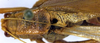 Caedicia mesochides Rentz, 1988: male pronotum and wings (paratype). (Otu).