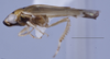 Habitus, lateral view: (Observation).