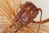 CollectionObject 1505578; 69c03974-eb45-4734-a573-8b8bffe47d8b: Female, dorsal view (holotype). (CollectionObject).