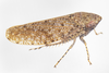 Live specimen: !! display not done !! on Paraphlepsius (Gamarex) rileyi (Baker, 1898): Paraphlepsius rileyi (Baker, 1898), male. Chattanooga, Hamilton Co., Tennessee, USA; July 7, 2021, at light. (Observation).