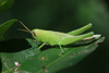 FieldOccurrence 367; b5afa1e2-97d3-45a0-80b6-1e4a2d27abc0; Tanzania
Mramba forest N Pare Mountains, 2016/01/??: male, lateral view. (FieldOccurrence).