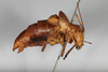 CollectionObject 2203496; ab6aa4a4-e54e-438e-983b-e09d6cf68836: Male, lateral view (syntype). (CollectionObject).
