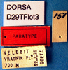 Decticus verrucivorus brevipennis Götz, 1970: female labels (paratype). (Otu).