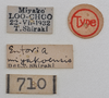 CollectionObject 1558576; NTUC 709 and barcoded specimens, 93d36653-c881-422a-9af7-b37747fc2d15: copyright NTUC. male, data labels of Entoria miyakoensis (syntype). (CollectionObject).