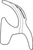 Aedeagus, lateral view on Erythridula obvia (Beamer, 1930): Aedeagus (holotype of E. chandleri Hepner), lateral view. (Observation).