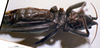 CollectionObject 1539578; 37f68673-c4ef-4737-a542-5ce1862687cc: female, ventral view (holotype). (CollectionObject).