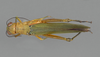 CollectionObject 1575503; e8fea2d2-5c75-4710-b630-44278072cd4a: female, dorsal view. (CollectionObject).